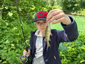 Common Carp