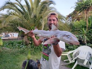 Starry Smooth-Hound