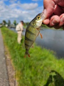 European Perch