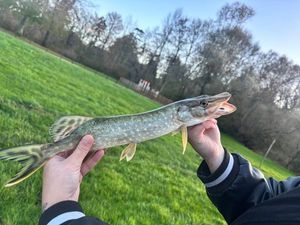 Northern Pike