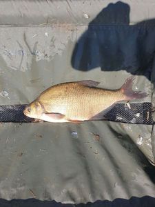 Common Bream