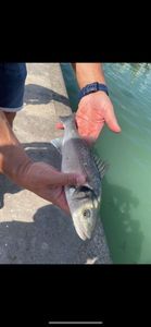 European Bass (Seabass)