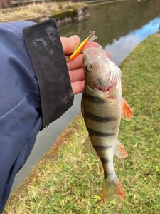 European Perch