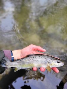 Brown Trout