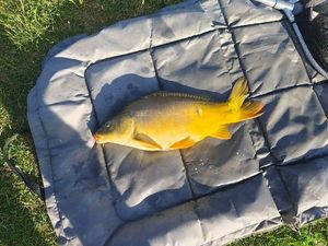 Leather Carp