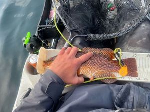 Ballan Wrasse