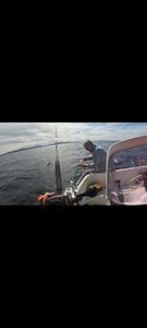 Atlantic Cod (Baltic)