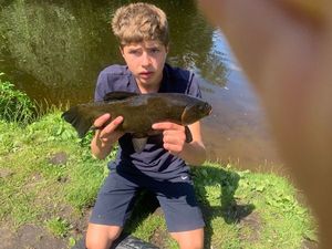 Chain Pickerel