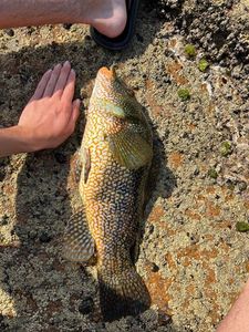 Ballan Wrasse