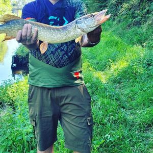 Northern Pike