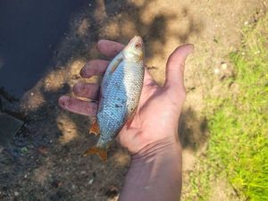 Roach