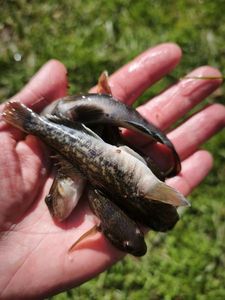Giant Goby