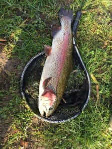 Rainbow Trout