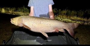 Grass Carp
