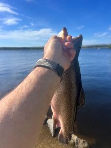 Brook Trout