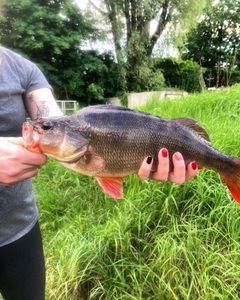 European Perch