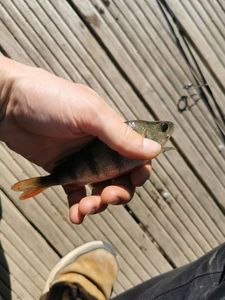 European Perch