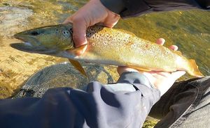 Brown Trout