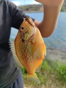 Green Sunfish