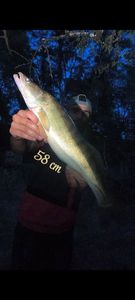 Zander