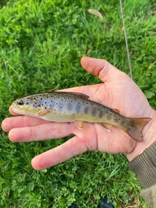 Brown Trout