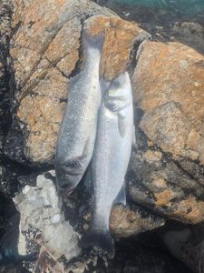 European Bass (Seabass)