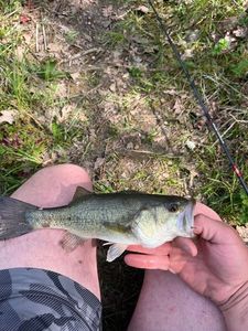 Largemouth Bass