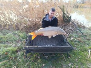 Mirror Carp