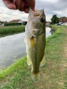 Largemouth Bass