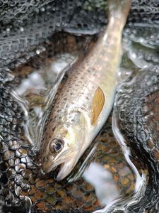 Brown Trout