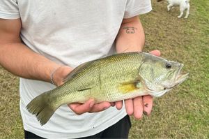 Largemouth Bass