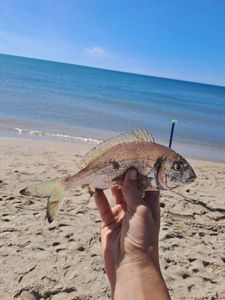 Gilthead Seabream
