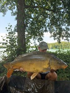 Mirror Carp