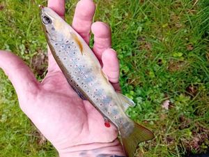 Brown Trout