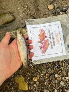Brown Trout