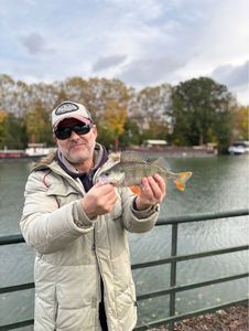 European Perch