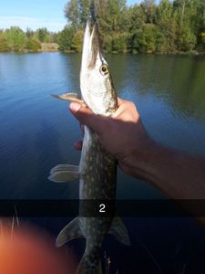 Northern Pike