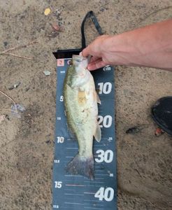 Largemouth Bass