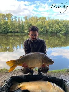Mirror Carp