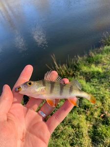 European Perch