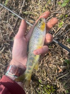 Brown Trout