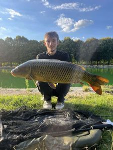 Common Carp