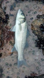 European Bass (Seabass)
