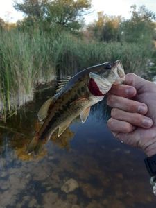 Largemouth Bass