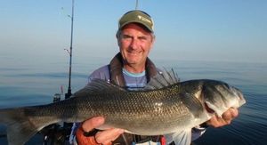 European Bass (Seabass)