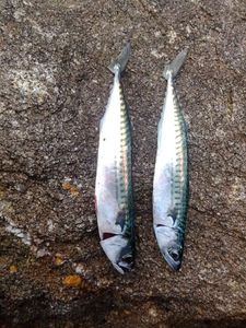 Mackerel
