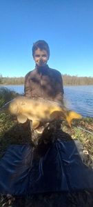 Common Carp