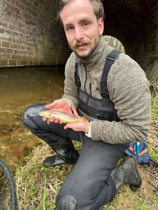 Brown Trout