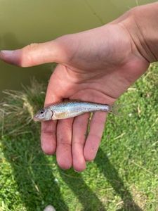 Gudgeon