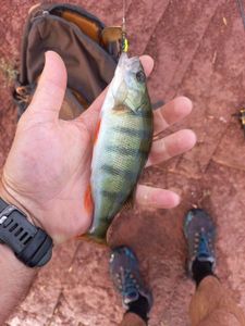 European Perch